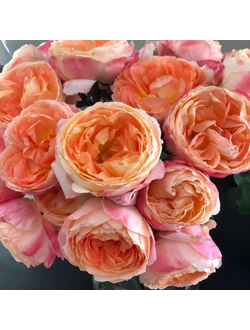 Роза Принцесса Айко (Princess Aiko)