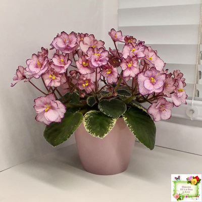 Н-Четыре Сезона (Н. Бердникова) 2015