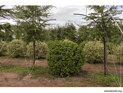 Топиар Боярышник сливолистный в форме шара