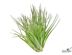 Тилландсия Houston