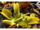 Dionaea muscipula Yellow