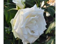 Боинг (Boeing), Ч/Г, Terra Nigra