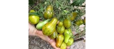 Томат Майкл Поллан (Michael Pollan)