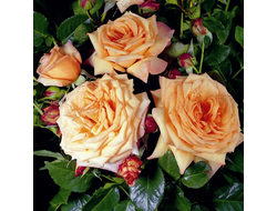 Роза Барок (Barock)