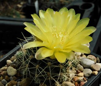 Gymnocalycium andreae form VG-1312  "densispinum" - 5 семян