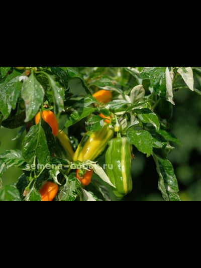 Перец сладкий Кенди Кейн желтый вариегатный (Candy Cane Yellow Variegat), 10 шт.