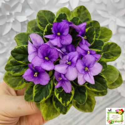 Rob's Lucky Charm (R.Robinson) 11/21/2003 (9293) листовая химера (стартер сорт)