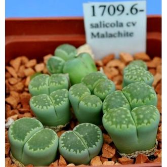 Lithops salicola  cv Malachite (MG-1709.6) - 10 семян