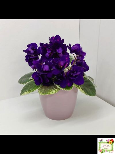 Mac's Smoldering Sapphire (G.McDonald)