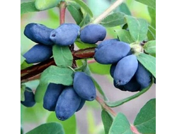 Хоней би (жимолость), 2 года, ЗКС