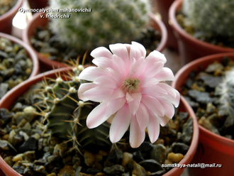 Gymnocalycium friedrichii - 5 семян