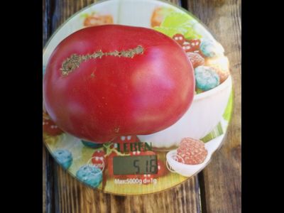 Томат Топтыгин