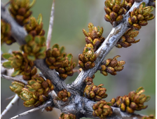 Облепиха Алей (мужс.)  2-х летка