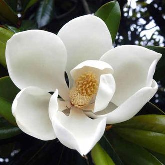 MAGNOLIA FLOWER EO FRANCE (МАГНОЛИЯ БЕЛАЯ 100% Эфирное масло)