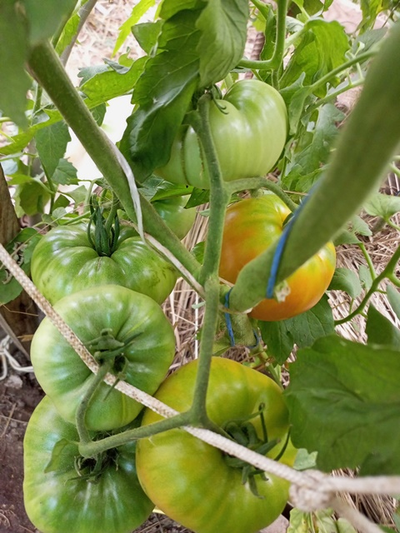 Томат Летя (Rosii de Letea), Румыния