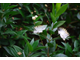 Мирт (Myrtus communis) зеленый, листья (5 мл) - 100% натуральное эфирное масло