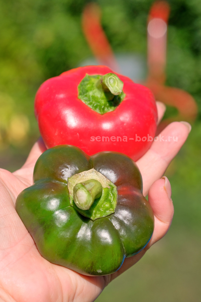 Перец сладкий Гогошар Советский, 10 шт