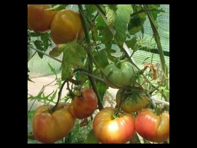 Томат Большая радуга (Big Rainbow, США)