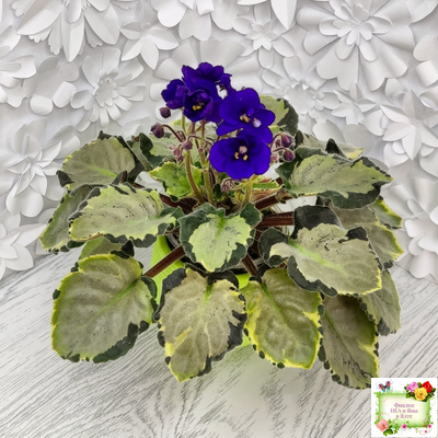 Harmony's Little Stinker-2 (Harmony) листовая химера