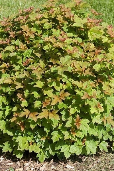 Калина Фаррера Nanum