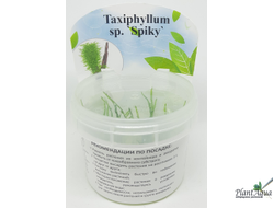 Мох Спайки (Taxiphyllum Spiky) меристемный