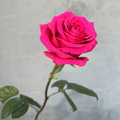 Роза Эквадор розовая