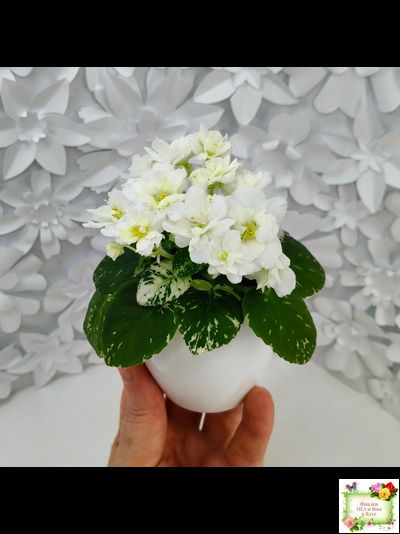 Adirondack Moon (S. Sorano) (детка)