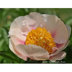 Пион Athena (Афина)