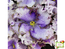 Leo-Древній Львів (Иваницкий)