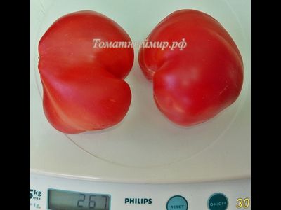 Томат Заилийский Алатау