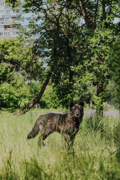 Мик