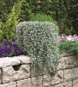 Dichondra Argentea Silver Falls