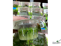 Элатина Гидропайпер (меристемная) Сингапур