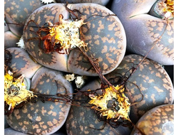 Lithops aucampiae С046 (MG-1543) - 10 семян
