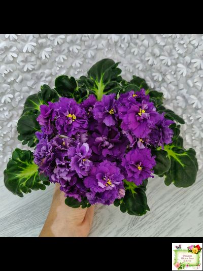 ЛФ-Лилия (Л. Федосеева) 2019 г.