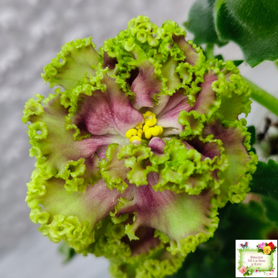 ЕК-Исполнение Желаний (Е. Коршунова) 2023 г.