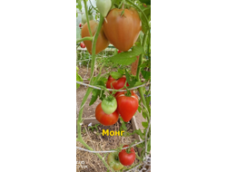 Томат Монг (Mong, США)