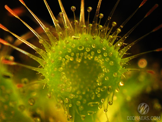 Drosera "Burmannii"