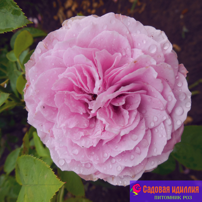 Лавендер айс (Lavender Ice)