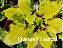 Хоста Lipstick Sunset