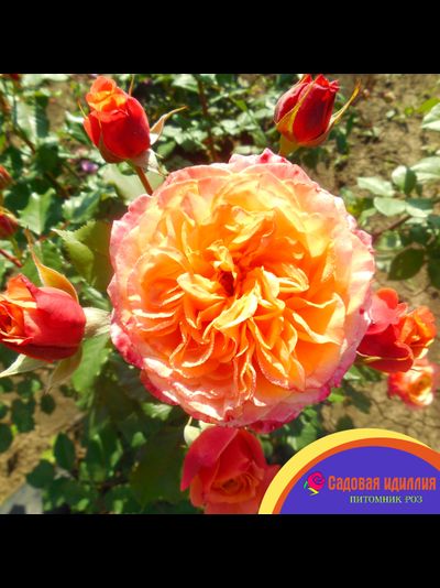 Ла Вилла Котта (La Villa Kotta)