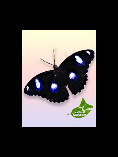 лунная бабочка . размах крыльев 5-7 см.