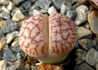 Lithops pseudotruncatella v.elisabethiae C187 - 10 семян