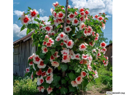 Гибискус Ред Хет - Red Heart