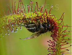 Drosera (Росянка) [37]