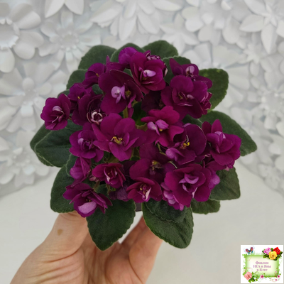 Precious Red (H. Pittman) (9724) 01/15/2007