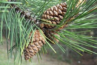 Гидролат Сосна крымская Pinus pallasiana (лапки) 100 мл