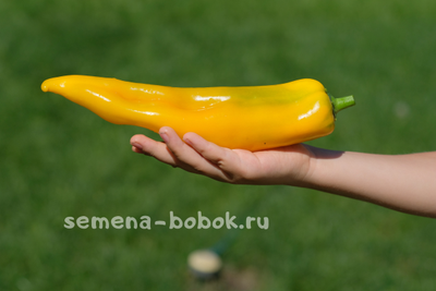 Перец  Самсон, 10 шт