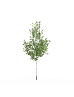 лиственные Береза 015_v3