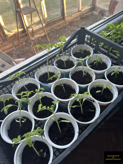 чернозем обогащенный урожай